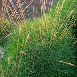 Fétuque Gautieri / Festuca gautieri